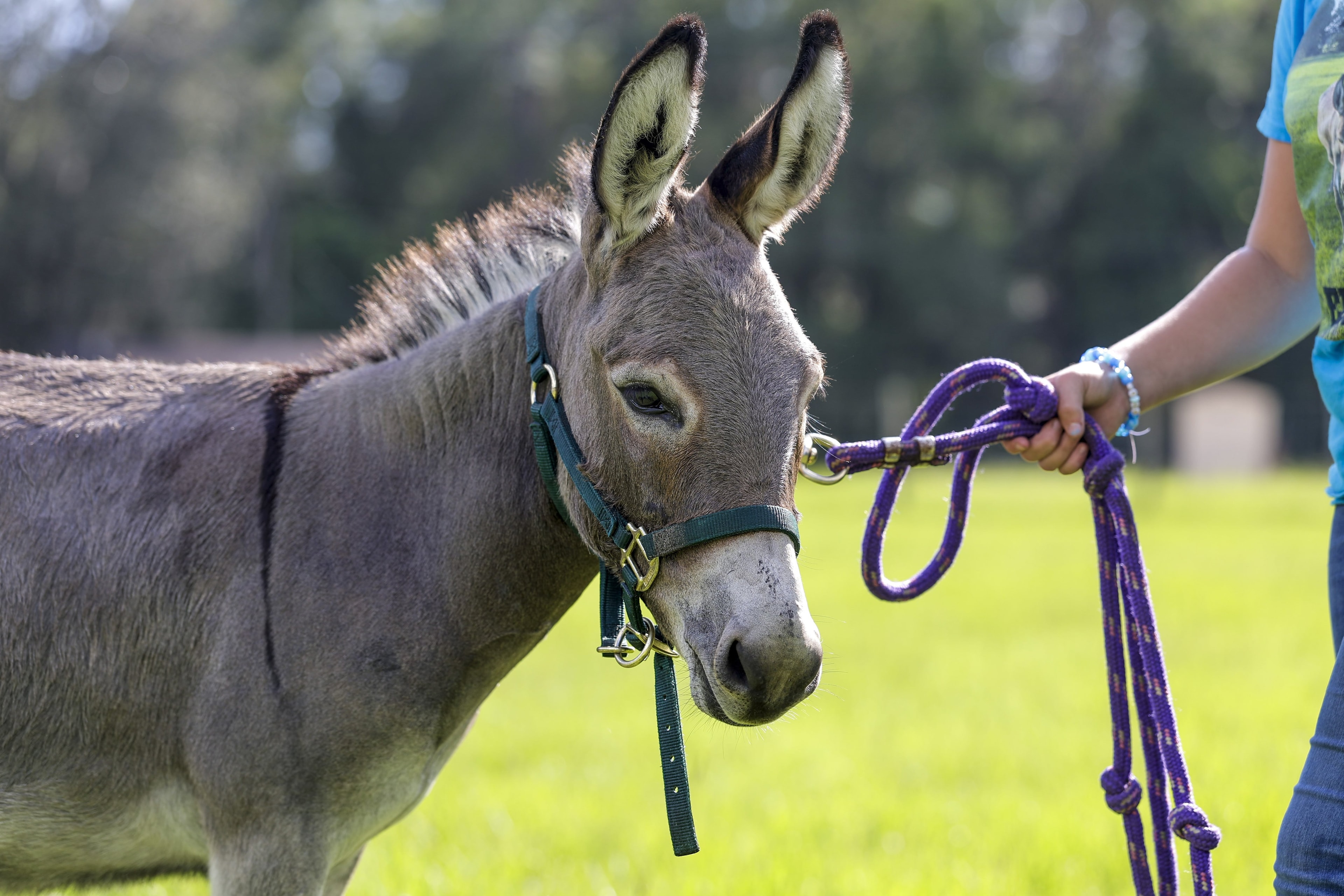 Eloise, a miniature Jerusalem donkey, standing outside in Hernando, Florida.